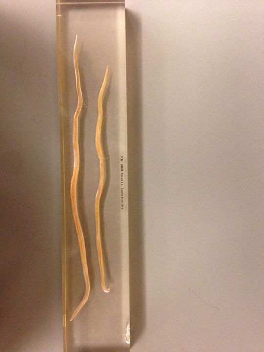 Nematodi