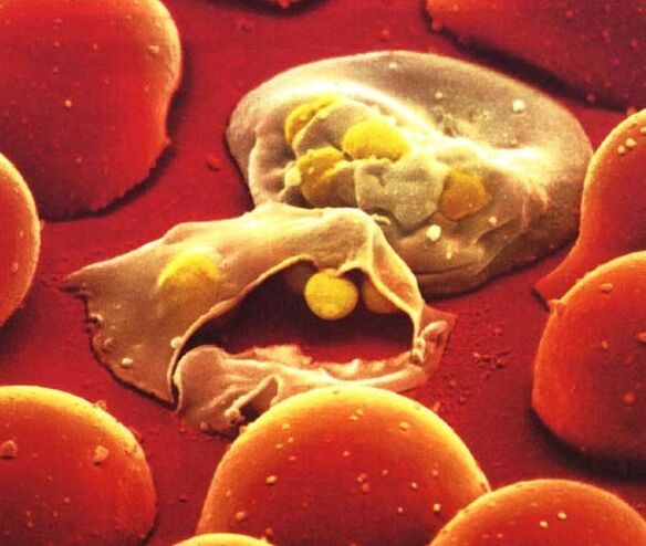 il più semplice parassita della malaria plasmodium
