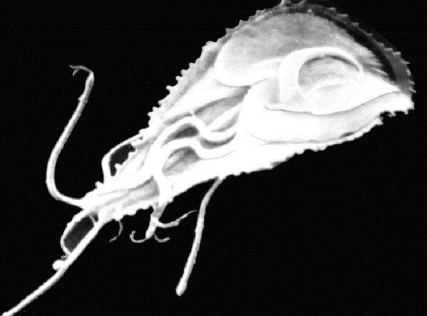 Giardia è un protozoo parassita flagellato. 
