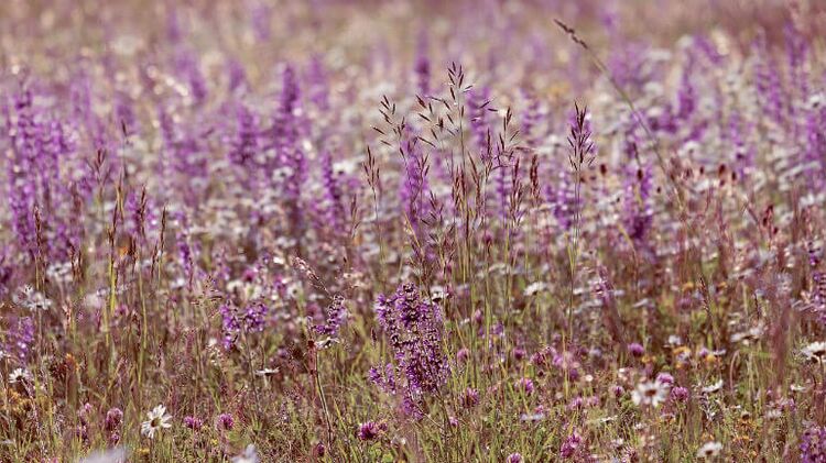Salvia dai parassiti